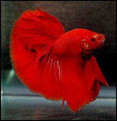 Magnificent extended Red HalfMoon male (fish by Wasan Sattayapun and photo by Jim