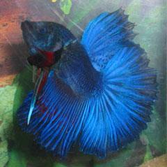 Betta Splendens: Caring for your little fighter Betta Splendens, the Siamese fighting fish, more commonly known simply as a "Betta," originated in Thailand.