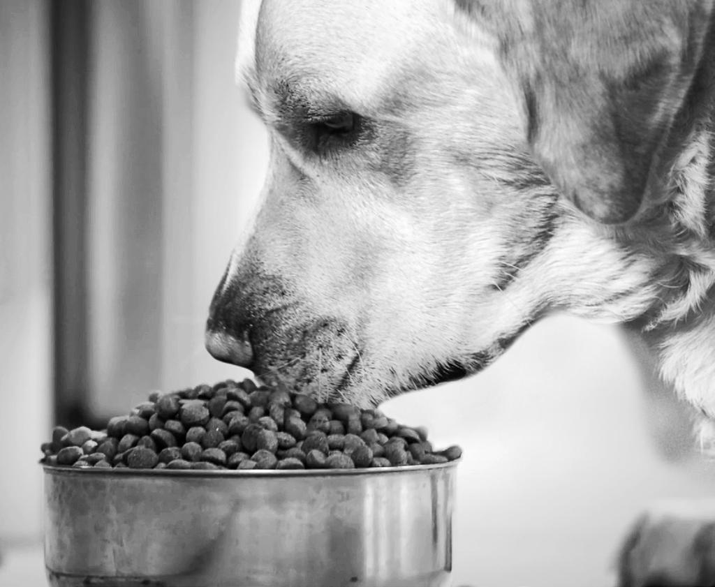 1. Change your mind set. From the outset, think of it as changing your dog s lifestyle and feeding habits for the better and not as a short-term diet.