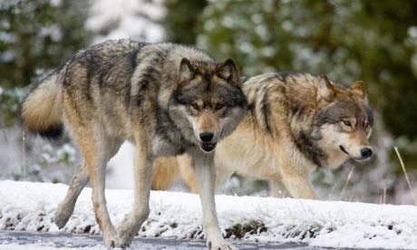 Limitations of wolf populations in agricultural landscapes in