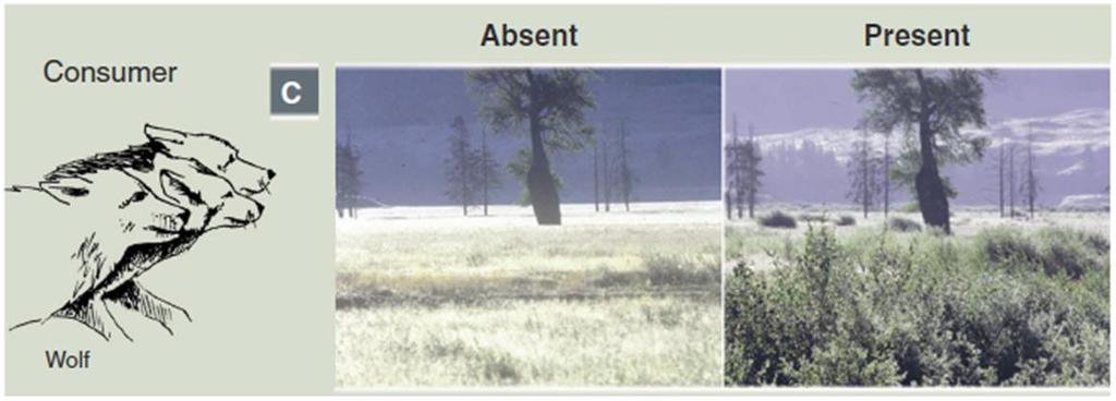 It is hypothesized that, in agricultural landscapes in Europe, wild prey availability will not be the limiting factor in sustaining a wolf population. Figure 2.