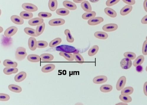 7) Leukocytozoon sp. Leukocytozoon spp. from the blood of a duck.