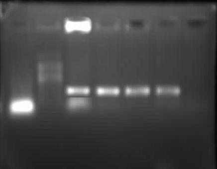 Fig.1 PCR assay of Brucella spp.
