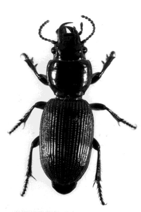 Average beetle size (mm) Beetle body length (mm) Beetle body size 10 Treatment switch M block Q block 8 6 4 2 0 Jan-2011 Jul-2011 Jan-2012