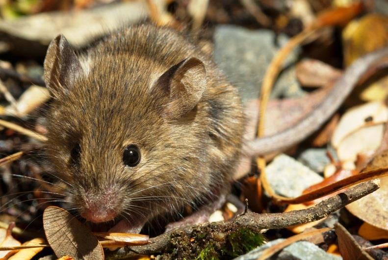 Neil Fitzgerald Invasive house mouse Invasive worldwide NZ s smallest exotic mammal ~20 g Flexible omnivore Mus musculus Eats seeds, insects, lizards, eggs and