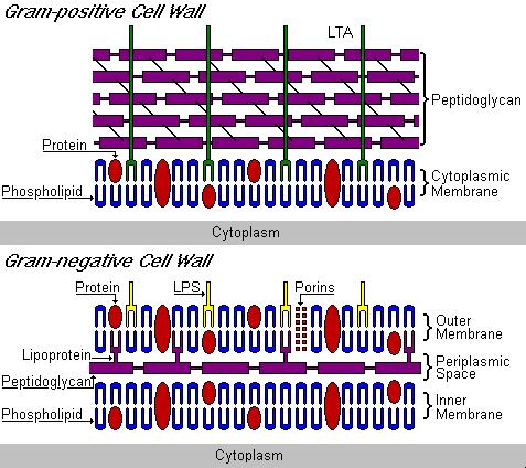 Inhibition of cell wall synthesis :Peptidoglycan