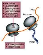 Targeting Protein Synthesis Ribosomes - Prokaryotes: 70S ribosomes (30S + 50S subunits) - Eukaryotes: 80S ribosomes (40S +60S subunits) Targeting 30S ribosomal subunit 1) Aminoglycoside