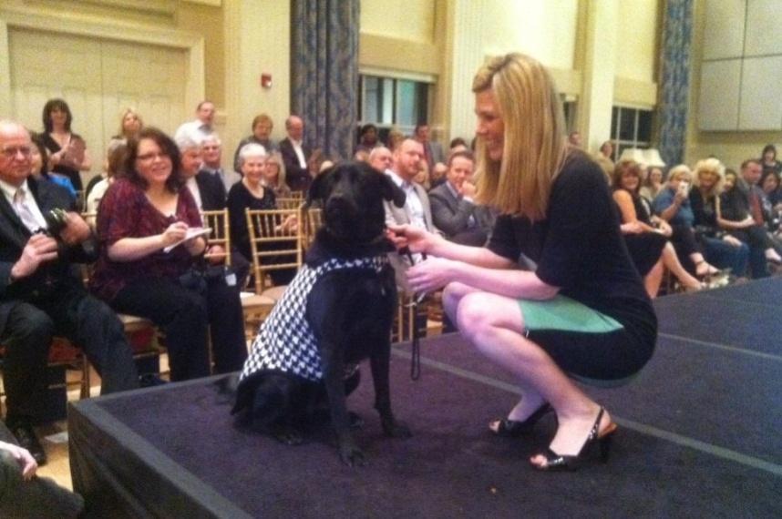 Paws on the Runway is our annual doggie fashion show where local celebrities along with their pets (or adoptable CARE