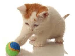 Cats do not need as much exercise as dogs need. The passage states that your cat will probably be happy chasing a ball in your living room.