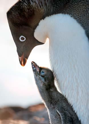 During this time, male Adélie penguins will arrive to the rookery or nesting colony first and start to construct a nest for their potential chicks.