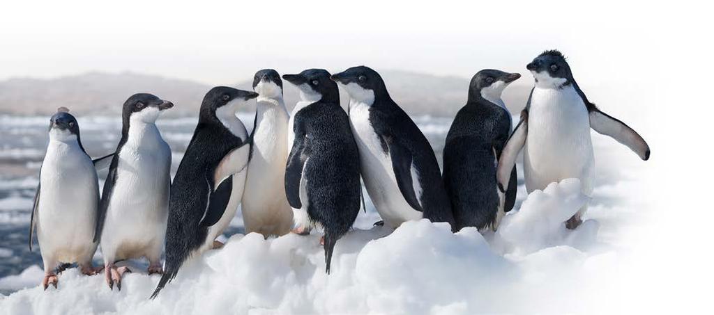 Extension for Grades Content Areas Music & Science Find Your Family The Adélie Penguin Way ESSENTIAL QUESTION How do family members use unique calls and vocalizations to find each other?