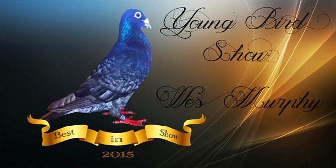 This is the first time that a coloured racing pigeon has went on and won Best In Show at an Irish National Fancy Pigeon Association show.