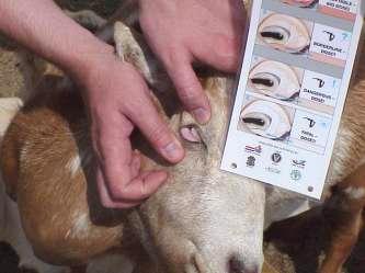 (barber pole worm) infection in sheep and goats and the need for