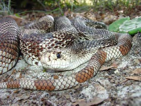 Volume 38, No. 2 Page 17 Kids Corner continued... Answers for Quiz on page 11 continued Question 3. Did you guess what each part of the Florida pine snake s scientific name means?
