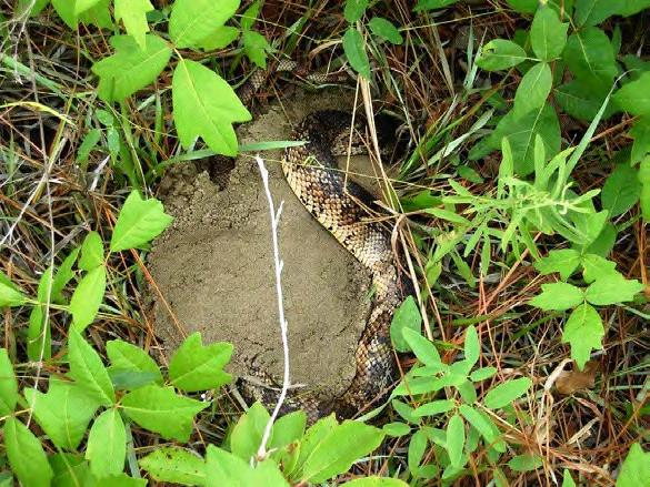 The Tortoise Burrow Page 6 Feature Article-Florida Pine Snake: The Snake That Makes a Meal of Pocket Gophers by Jen Howze The Florida pine snake, Pituophis melanoleucus mugitus is found in the
