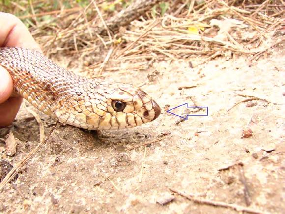 melanoleucus, complex which also includes the northern pine snake, P. m. melanoleucus (patchy distribution from southern New Jersey to North Georgia) and the federally threatened black pine snake, P.