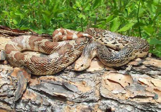 Appearance: Florida pine snakes are large, nonvenomous snakes that can reach maximum lengths of over 7.5 feet,