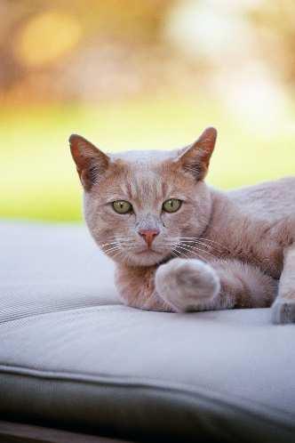 Cats Male and female cats can be neutered from 6 months of age. We can do them slightly earlier under special circumstances. For both cats and dogs, castrations can go home the same day.