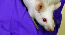 Breast tissue on mice extends