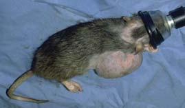 This is not true for rats Tumor