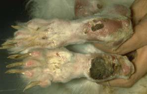 PODODERMATITIS or SORE HOCKS may be the result of poor cage sanitation and