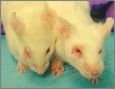 Barrier mice with Staphylococcal abscesses.