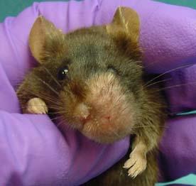 Abscesses also commonly infect the hair follicles of the muzzle Mice