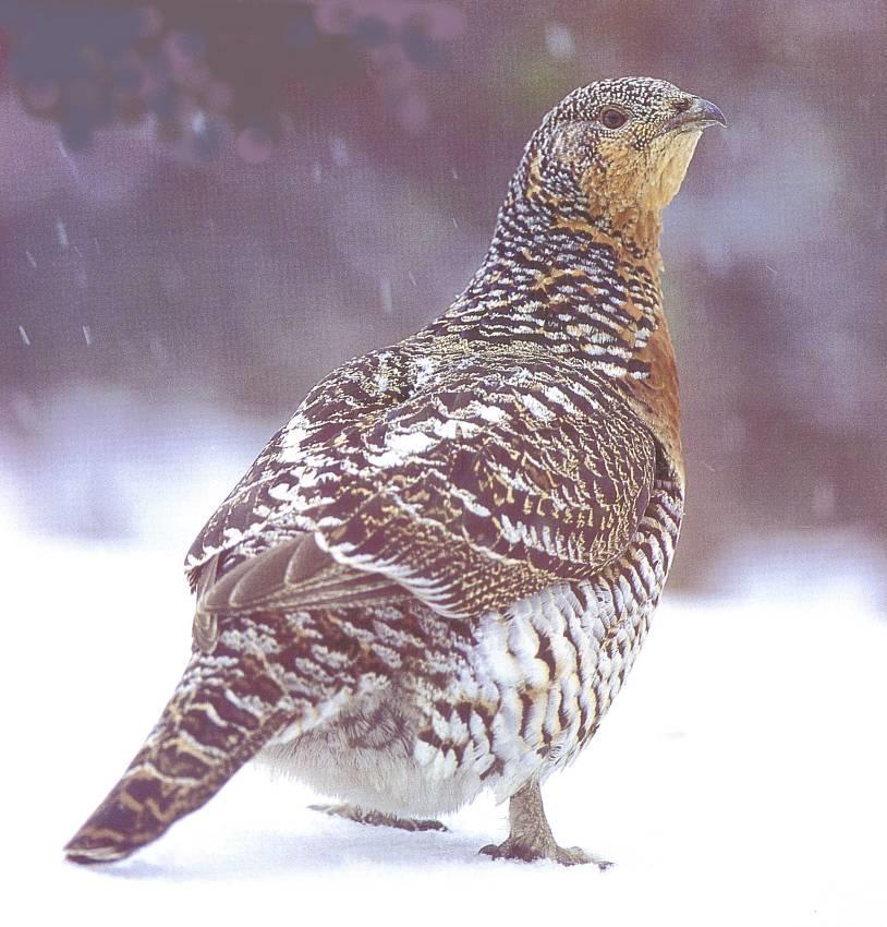 60.6 Mean percentages of females in the adult capercaillie population by game mgmt