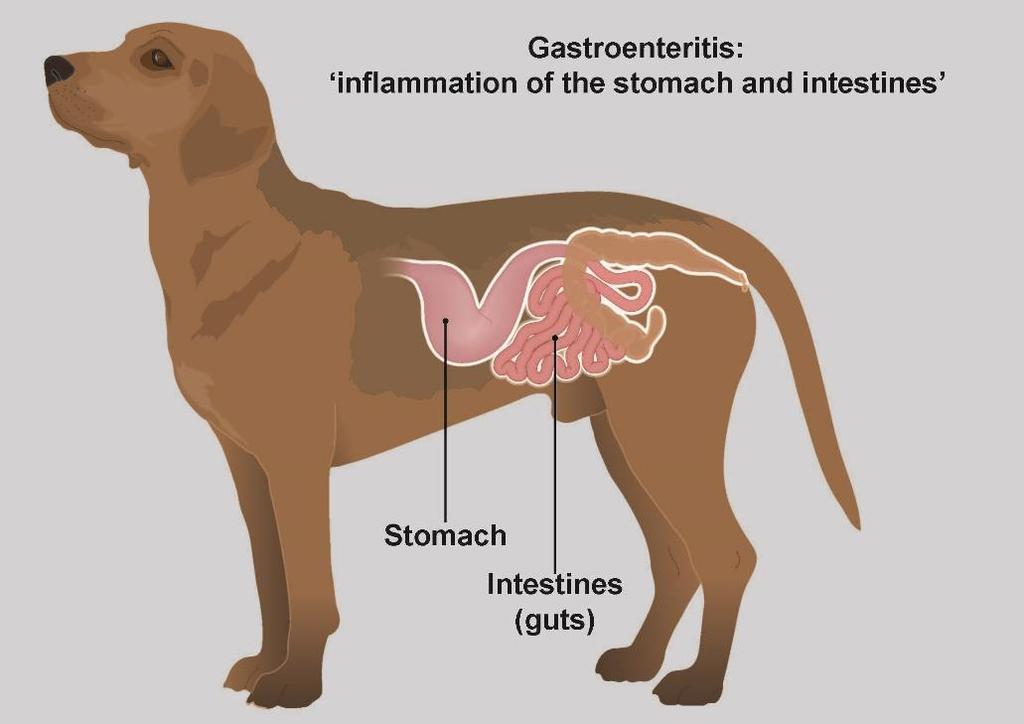 Gastroenteritis (stomach upset) in dogs Overview Gastroenteritis is a general term for a stomach and gut upsets with symptoms such as vomiting, diarrhoea and gut pain.