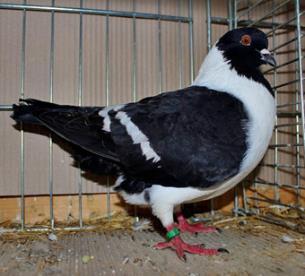 In this article we show you various pigeon breeds, the pictures taken to give a