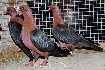 Starling Pigeons (Colour