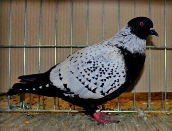(Colour Pigeon).