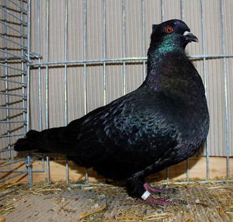Left: Luster Pigeon, black