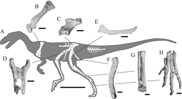 Early dinosaurs: a phylogenetic study 313 Figure 2 Skeletal reconstruction of Guaibasaurus candelariensis.