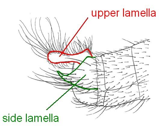 11 Male upper lamellae longer than the side lamellae and clothed with long straggling hairs. Female hind femora with a distinct small bristle beneath towards tip about 3/4 of the way along.