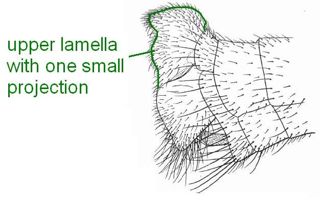 59 Upper lamellae more rounded behind in profile and with two rounded projections between upper angle and lower point.