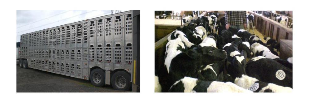 ~ 350-400 farms in sample Longitudinal calf study origin