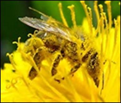 P a g e 5 Enhancing our Pollinators by Using Native Plants It is probably not news that bees, honey bees specifically, are in trouble.
