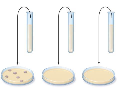 Figure 10.12 A minimum bactericidal concentration (MBC) test.