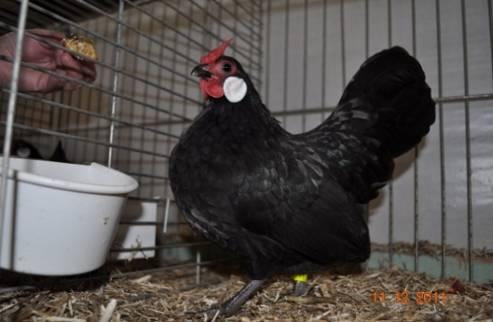 Left: The Champion Rosecomb bantam was a black pullet with 97 points, by