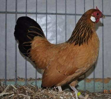 A beautiful buff-black columbia pullet of Jos Reyskens won 3 rd with 96
