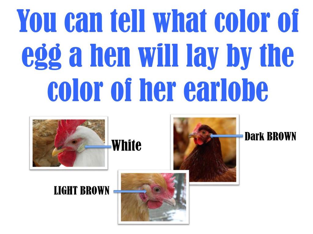 3. Use the Parts of an Egg PowerPoint to explain the function of each part of the egg. 4. Divide students into groups.