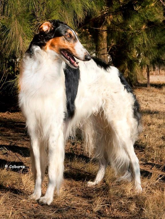 SA CH Roshga Azka Ivanovic of Bacaret. Vicky is a half sister to Ivan and share the same sire. Her mother is the wonderful Oriana az aftab Faizabad, multi Champion and World Winner 2002.