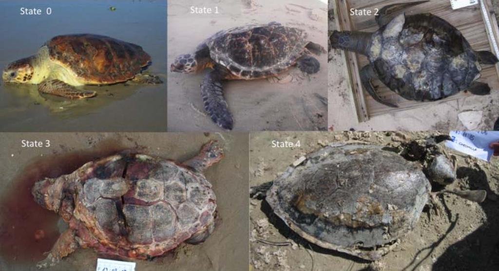 RESULTS AND DISCUSSION Origin (Not significant): stranded turtles had higher mass of debris compared