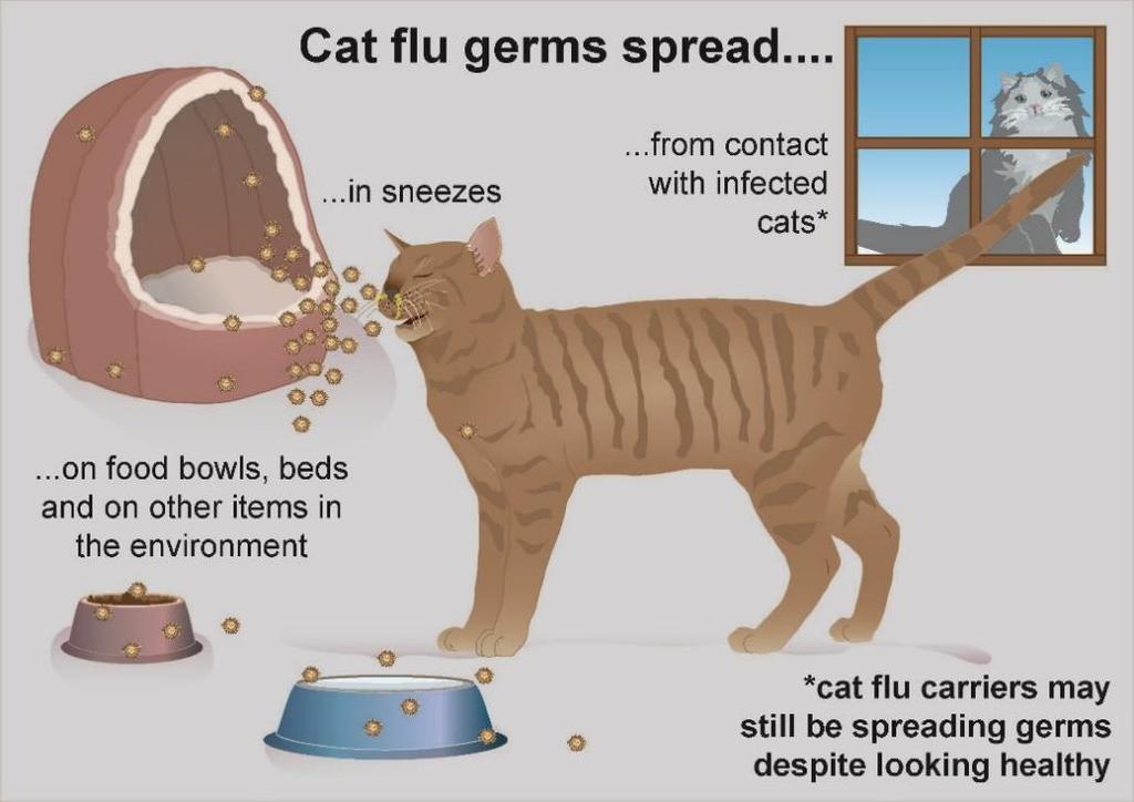 Healthy cats should always be kept away from cats with cat flu even if they ve been vaccinated no vaccine provides 100% protection. Can cats catch human flu?