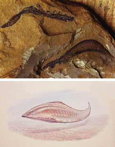 Several fossil finds in China provide support for the change from cephalochordate to vertebrate.