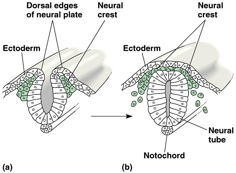 Neural crest contributes to the formation of certain skeletal elements, such as