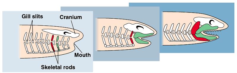 1. Vertebrate jaws evolved from skeletal supports of the pharyngeal slits Vertebrate jaws evolved by modification of the skeletal rods