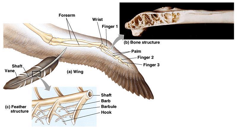 Bird skeletons have several adaptations that make them light, flexible, but strong.