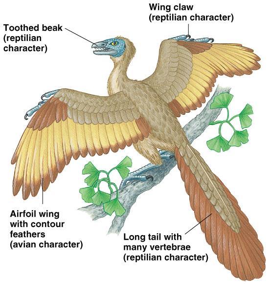 The most famous Mesozoic bird is Archeopteryx, known from fossils from Bavaria.